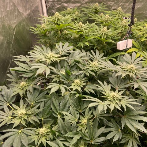 Blueberry Pancake growlog timeline photo