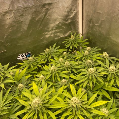 Blueberry Pancake growlog timeline photo