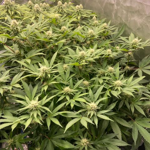 Blueberry Pancake growlog timeline photo