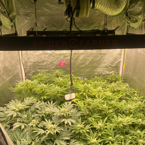 Blueberry Pancake growlog timeline photo