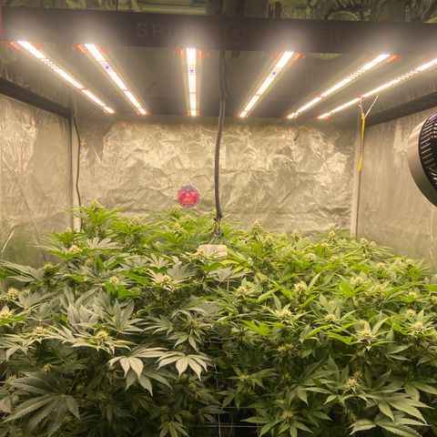 Blueberry Pancake growlog timeline photo