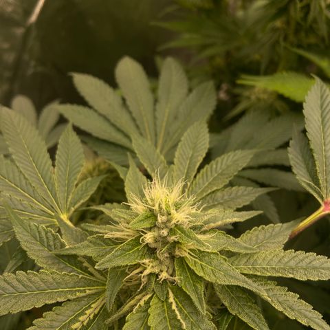 Blueberry Pancake growlog timeline photo