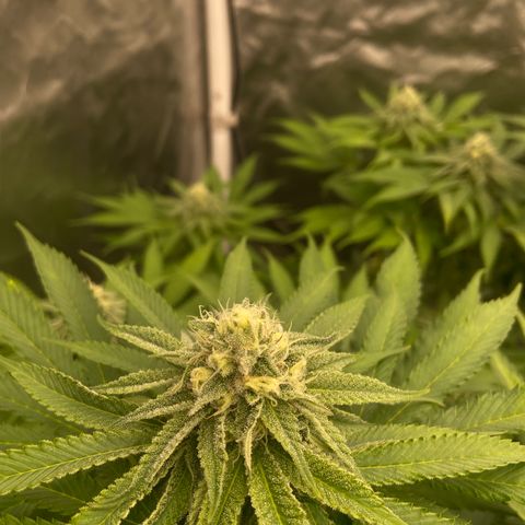 Blueberry Pancake growlog timeline photo