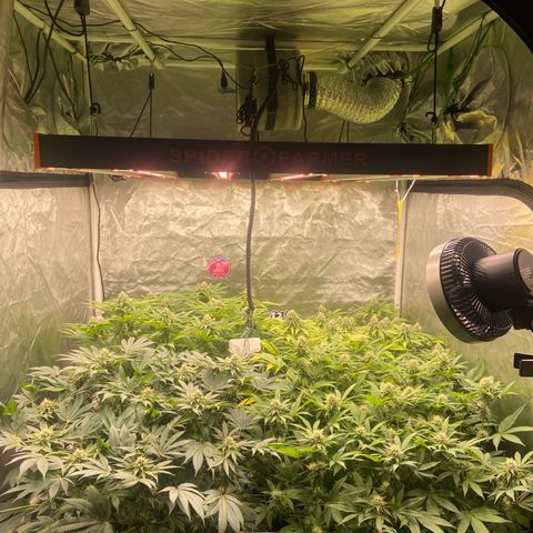 Blueberry Pancake growlog timeline photo