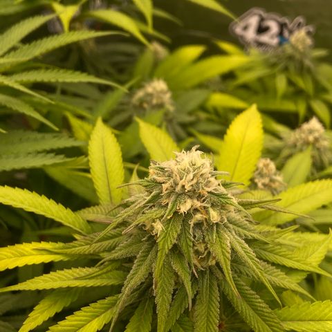 Blueberry Pancake growlog timeline photo