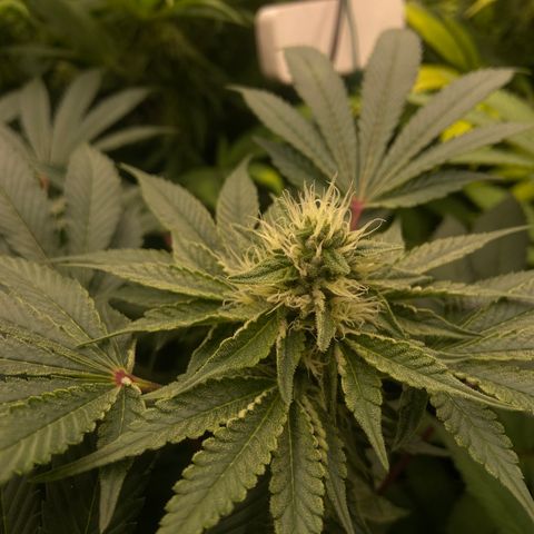 Blueberry Pancake growlog timeline photo