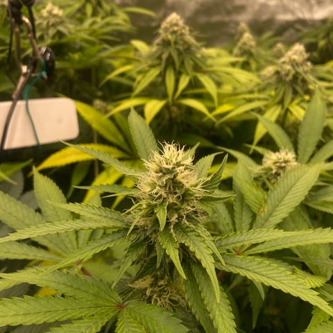 Blueberry Pancake growlog timeline photo