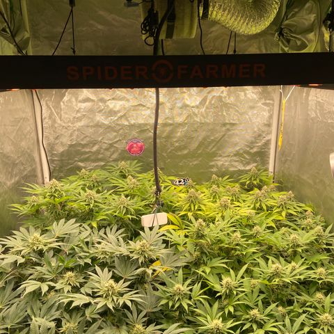 Blueberry Pancake growlog timeline photo