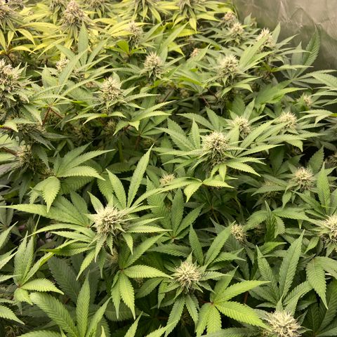 Blueberry Pancake growlog timeline photo