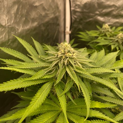 Blueberry Pancake growlog timeline photo