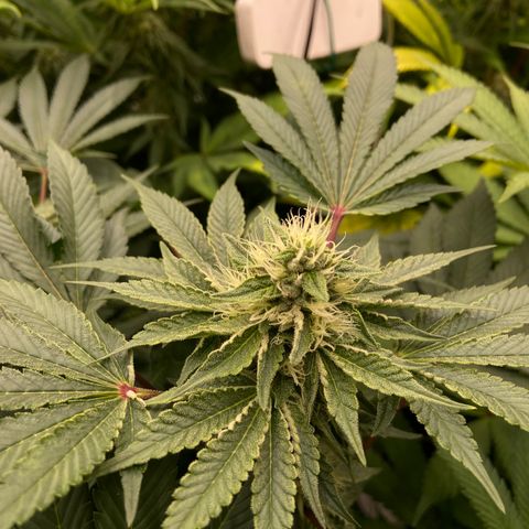 Blueberry Pancake growlog timeline photo