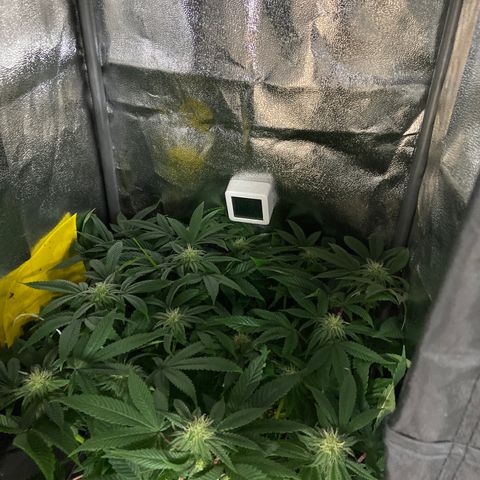 Alienz growlog timeline photo