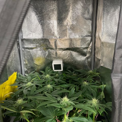 Alienz growlog timeline photo