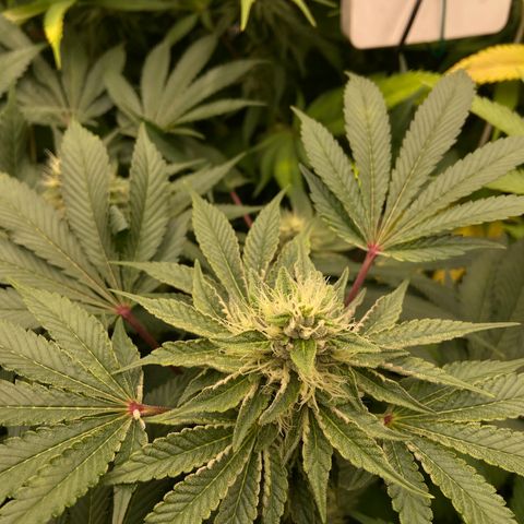 Blueberry Pancake growlog timeline photo