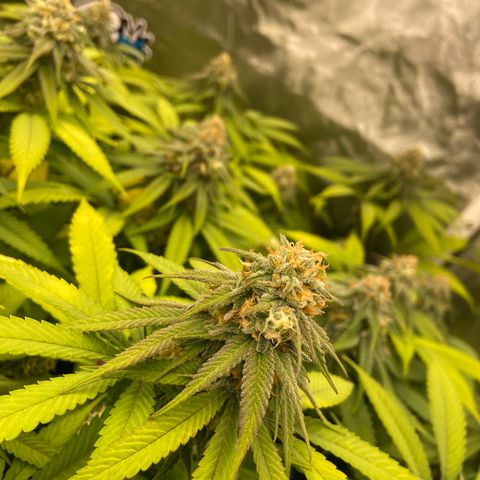 Blueberry Pancake growlog timeline photo