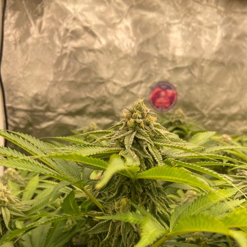 Blueberry Pancake growlog timeline photo