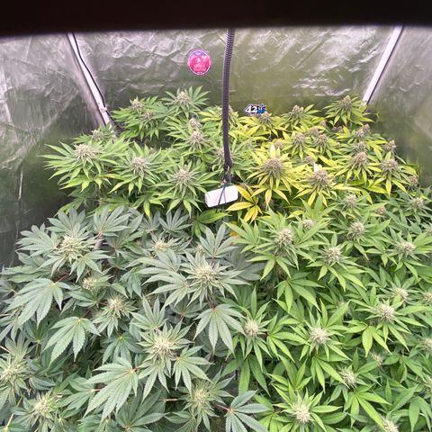 Blueberry Pancake growlog timeline photo