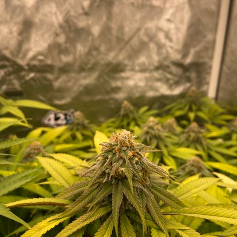 Blueberry Pancake growlog timeline photo