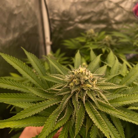 Blueberry Pancake growlog timeline photo