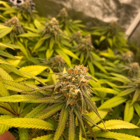 Blueberry Pancake growlog timeline photo