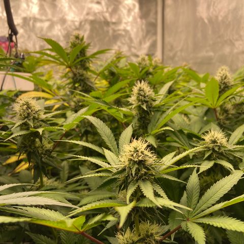 Blueberry Pancake growlog timeline photo