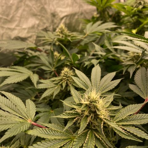 Blueberry Pancake growlog timeline photo