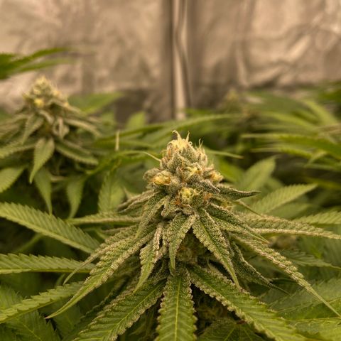 Blueberry Pancake growlog timeline photo