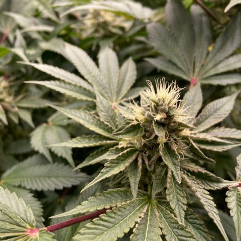 Blueberry Pancake growlog timeline photo