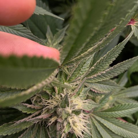 Blueberry Pancake growlog timeline photo