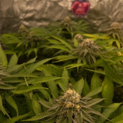 Blueberry Pancake growlog timeline photo