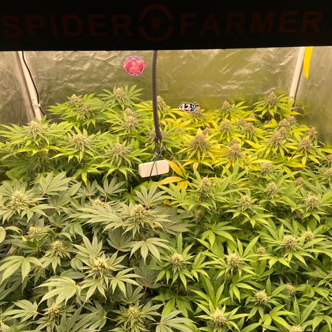 Blueberry Pancake growlog timeline photo