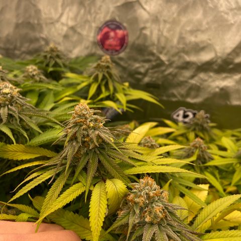 Blueberry Pancake growlog timeline photo