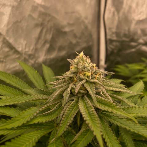 Blueberry Pancake growlog timeline photo