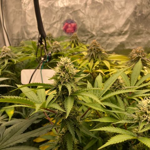 Blueberry Pancake growlog timeline photo