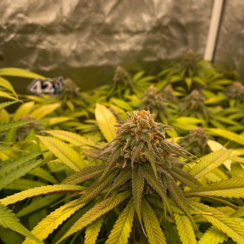 Blueberry Pancake growlog timeline photo