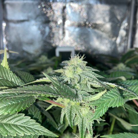 Alienz growlog timeline photo