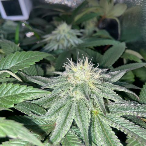 Alienz growlog timeline photo