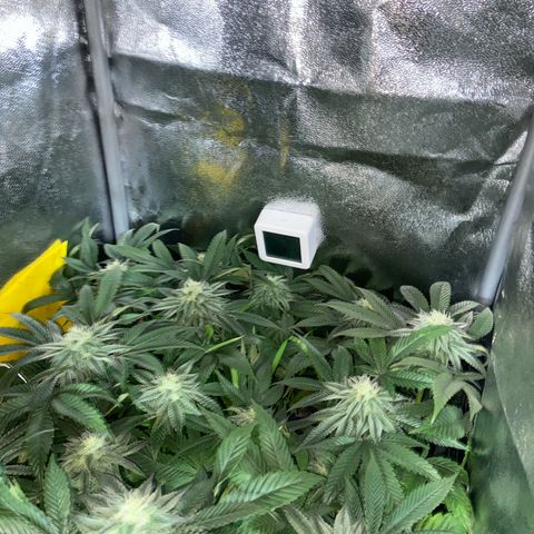 Alienz growlog timeline photo