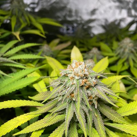 Blueberry Pancake growlog timeline photo