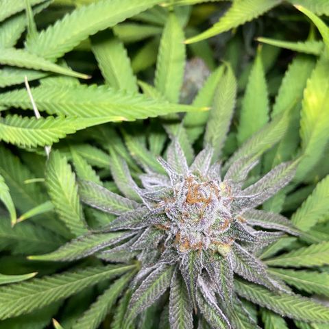 Blueberry Pancake growlog timeline photo