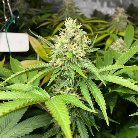 Blueberry Pancake growlog timeline photo