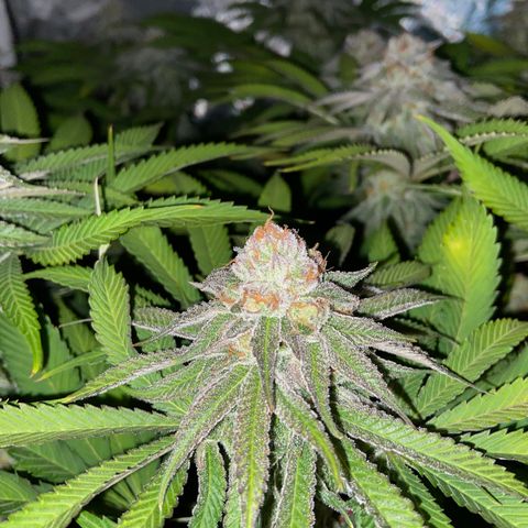 Blueberry Pancake growlog timeline photo