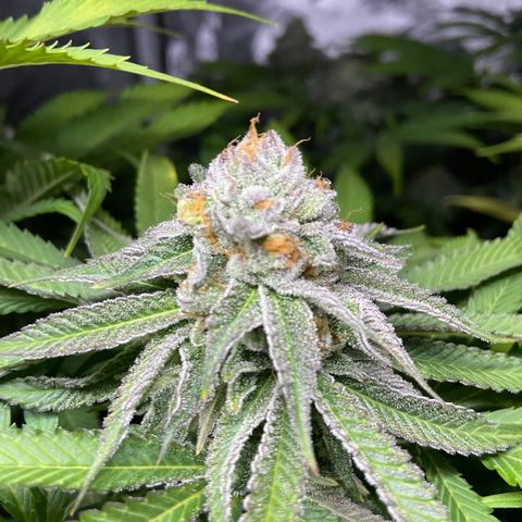 Blueberry Pancake growlog timeline photo