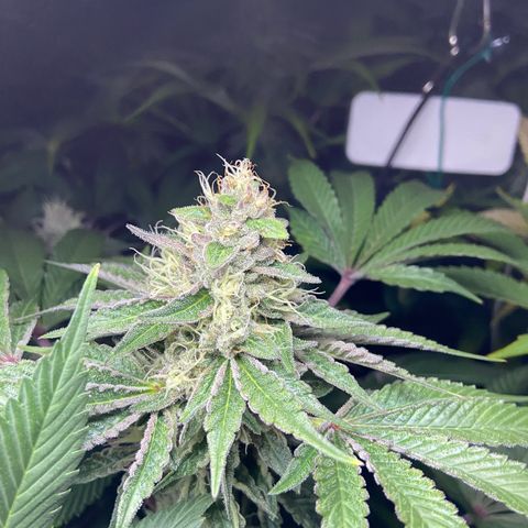 Blueberry Pancake growlog timeline photo