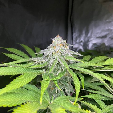 Blueberry Pancake growlog timeline photo