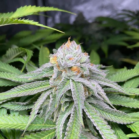 Blueberry Pancake growlog timeline photo
