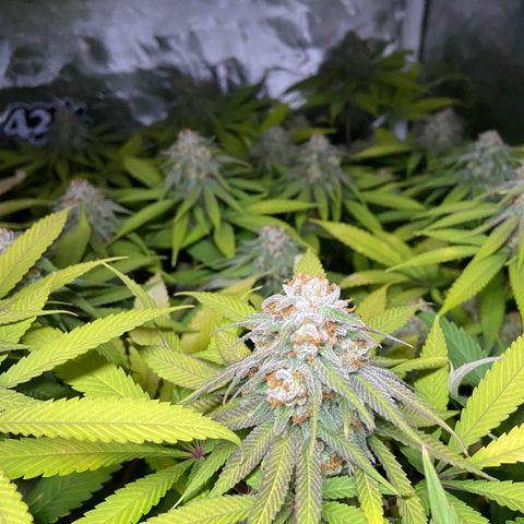 Blueberry Pancake growlog timeline photo