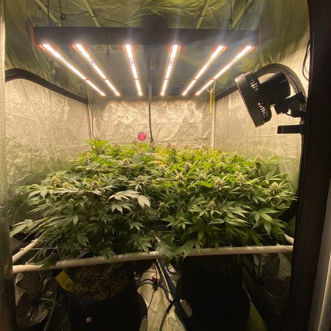 Blueberry Pancake growlog timeline photo