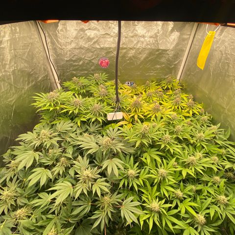 Blueberry Pancake growlog timeline photo