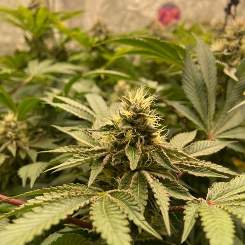 Blueberry Pancake growlog timeline photo